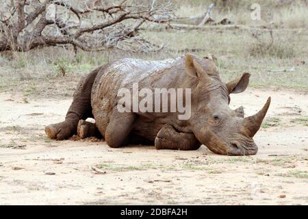 Hlane Royal National Park, Swaziland, rhinocéros blanc. Banque D'Images