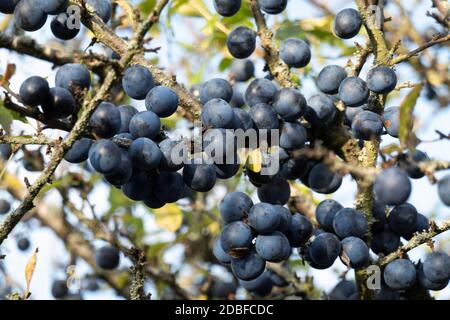 Baies de sloe sur les branches, West Berkshire, Angleterre, Royaume-Uni Banque D'Images