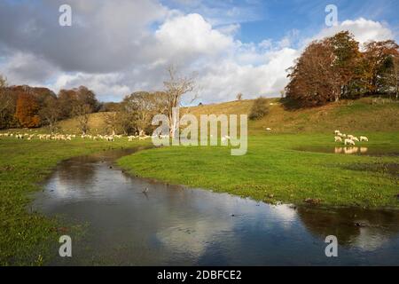 Paysage des Cotswolds avec pâturage des moutons au bord de la rivière Leach, Eastleach, Cotswolds, Gloucestershire, Angleterre, Royaume-Uni, Europe Banque D'Images