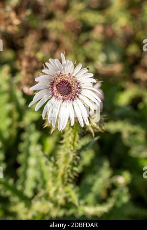 Architectural Berkheya Purpurea (Zulu Warrior), portrait de fleur naturel Banque D'Images