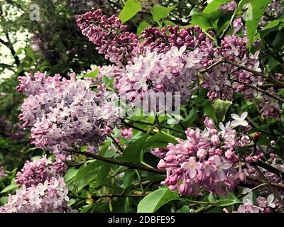 Fleurs - syringa vulgaris, dans le parc de la ville Banque D'Images