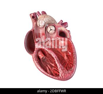 Coupe transversale du cœur humain, avec structure interne détaillée. Gros plan sur fond blanc. Banque D'Images