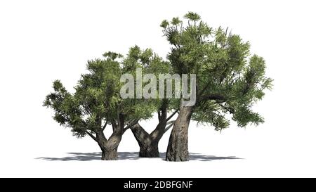 Groupe d'arbustes à olives africaines sur fond blanc Banque D'Images