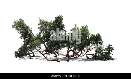 Arbuste de Manzanita à feuilles vertes sur fond blanc Banque D'Images