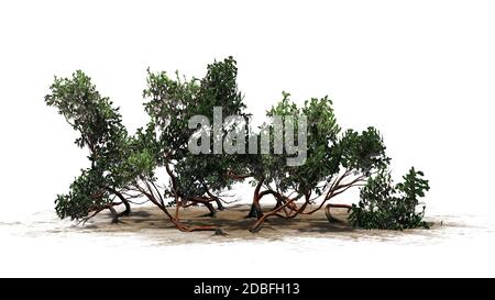 Arbuste de Manzanita à feuilles vertes sur fond blanc Banque D'Images