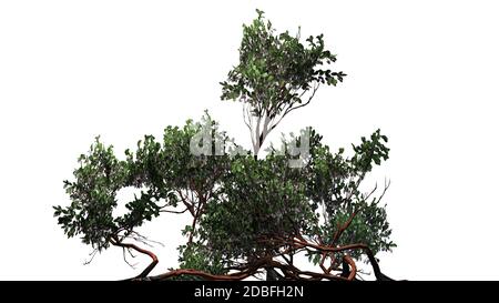 Arbuste de Manzanita à feuilles vertes sur fond blanc Banque D'Images