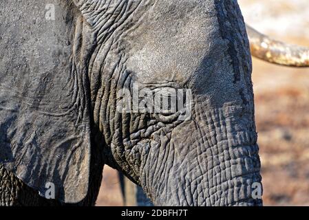 des éléphants dans la nature sur le chemin du trou d'eau Banque D'Images