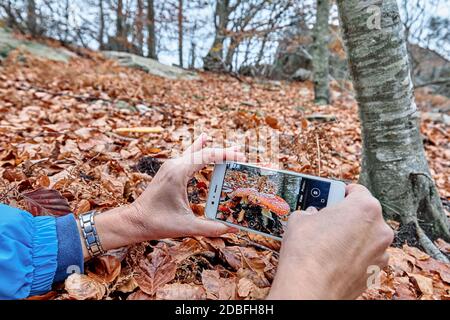 Femme de tourisme prendre une photo de la mouche agarique ou de la mouche amanita champignon (Amanita muscaria) avec téléphone portable Banque D'Images