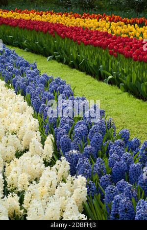 rangées colorées de tulipes et de géotsinov dans les champs de la Pays-Bas Banque D'Images