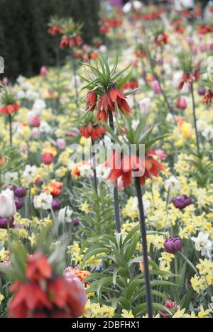Différentes couleurs dans le parc fleurit en Hollande Banque D'Images