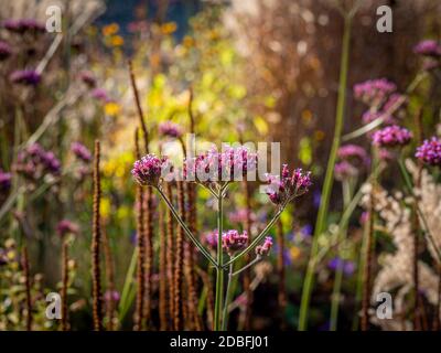 Verbena bonariensis rétro-éclairée en croissance dans le jardin britannique en automne. Banque D'Images