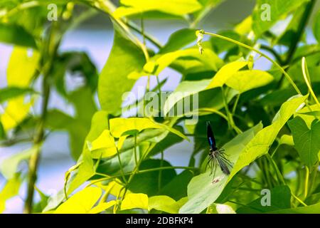 Libellule Demoiselle à bandes (Calopteryx splendens) - mâle dans le parc britannique Banque D'Images