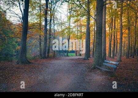 Rayons de soleil entre les bois dans un parc en Europe dans saison d'automne Banque D'Images