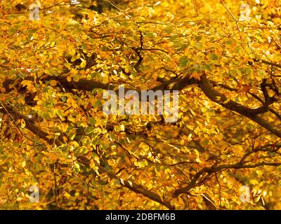 Arbre de hêtre rétroéclairé avec feuilles dorées en automne. Banque D'Images