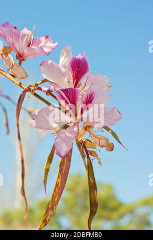 Gros plan des fleurs de l'Orchid blanc, Bauhinia Variegata CV. Candida. Banque D'Images