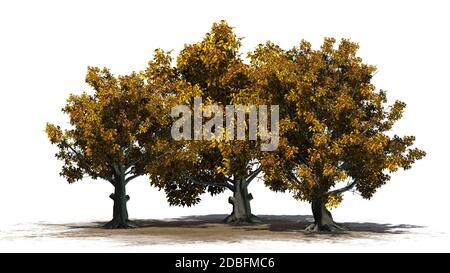 Arbre de hêtre américain - isolé sur fond blanc Banque D'Images