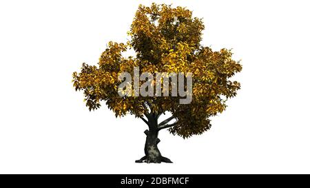 Arbre de hêtre américain - isolé sur fond blanc Banque D'Images