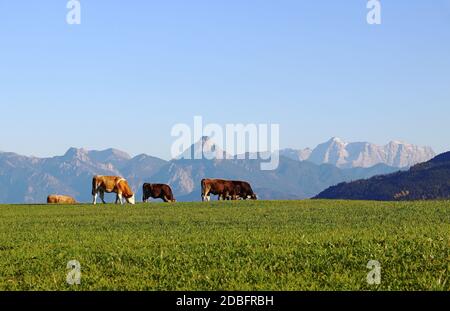 Un troupeau de vaches laitières sur un pré en Bavière, en face des Alpes d'Allgaeuer Banque D'Images