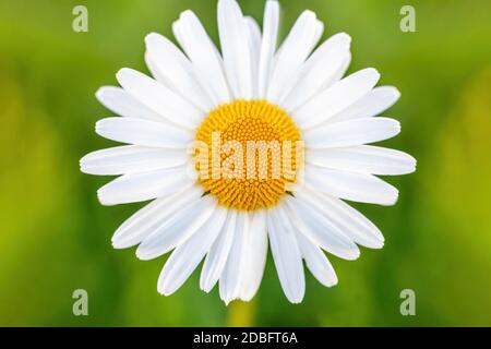 gros plan de fleurs blanches marguerite dans la prairie. La fleur est également appelée Marguerite de boeuf-oeil, Marguerite de boeuf ou Marguerite de chien Banque D'Images