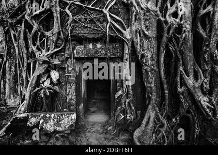 Voyage Cambodge concept fond - ancienne porte de pierre et racines d'arbre, ruines de temple Ta Prohm, Angkor, Cambodge. Version noir et blanc Banque D'Images