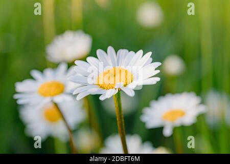 gros plan de fleurs blanches marguerite dans la prairie. La fleur est également appelée Marguerite de boeuf-oeil, Marguerite de boeuf ou Marguerite de chien Banque D'Images