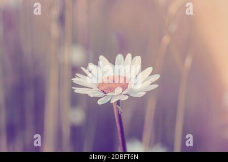 gros plan de fleurs blanches marguerite dans la prairie. La fleur est également appelée Marguerite de boeuf-oeil, Marguerite de boeuf ou Marguerite de chien Banque D'Images