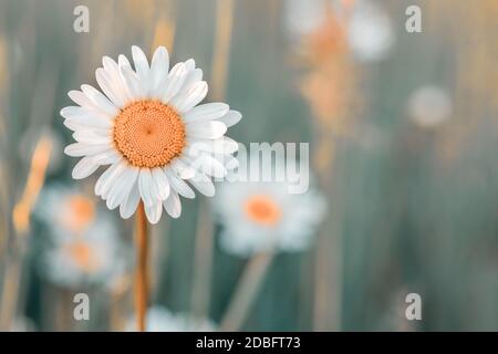 gros plan de fleurs blanches marguerite dans la prairie. La fleur est également appelée Marguerite de boeuf-oeil, Marguerite de boeuf ou Marguerite de chien Banque D'Images