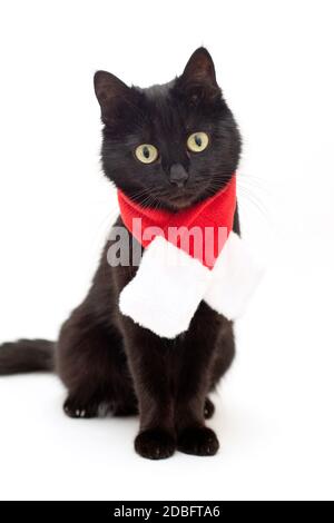 Portrait du chat noir en costume du Père Noël. Robe de Noël et chapeau de Père Noël sur chat noir. Banque D'Images