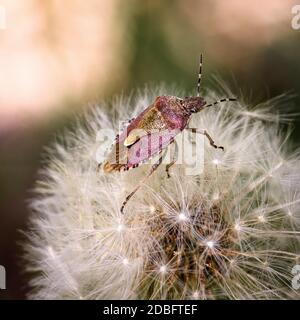 insecte de la forêt de lilas assis sur un pissenlit, gros plan Banque D'Images