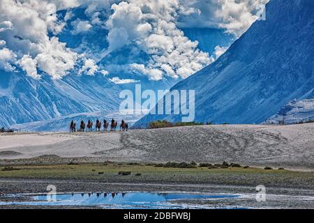 Les touristes chameaux dans la vallée de Nubra en Himalaya, Ladakh Banque D'Images