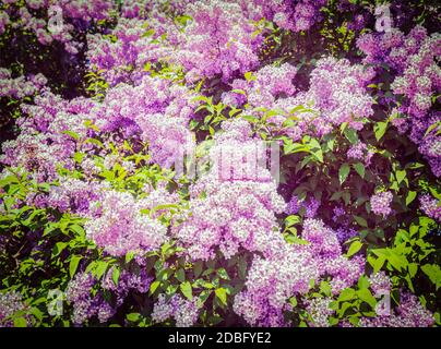 Effet Retro Vintage style hipster filtrée image de fleurs lilas au printemps Banque D'Images