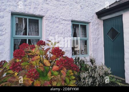 Maison irlandaise avec porte verte et deux fenêtres avec rideaux en dentelle et murs blanchis à la chaux, hortensia rouge fleuri à l'avant Banque D'Images