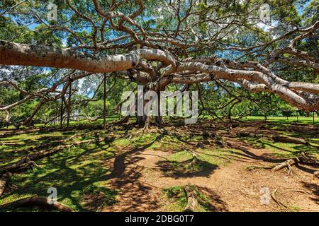 Arbre de Ficus benjamina dans les jardins botaniques de Peradeniya, Kandy, Sri Lank Banque D'Images