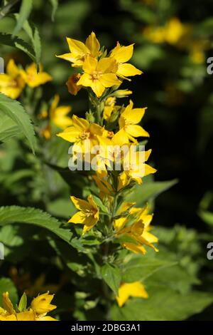 LYSIMACHIA PUNCTATA pointillé loestrife Banque D'Images