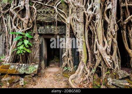 Voyage Cambodge concept fond - ruines anciennes avec porte et racines d'arbre, temple Ta Prohm, Angkor, Cambodge Banque D'Images