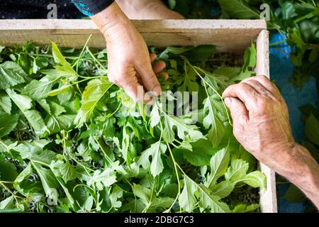 Les mains en gros plan ont tiré sur les feuilles de mûrier fraîches pour nourrir les vers du limon de façon traditionnelle, point de vue supérieur Banque D'Images