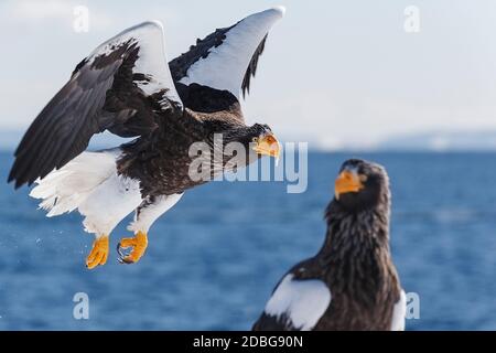 L'aigle de mer de Steller, (Haliaeetus pelagicus), espèces vulnérables. Rausu, Menashi, Hokkaido, Japon. Banque D'Images