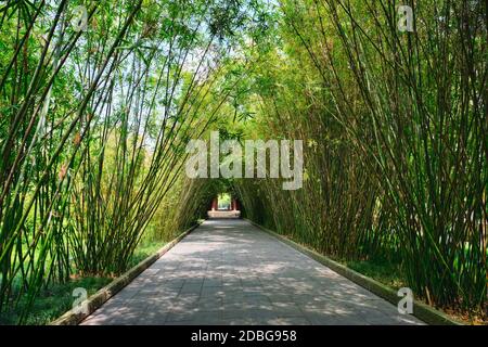 Chemin dans la forêt de bambous brove dans le pavillon Wangjiang (Tour Wangjiang) Parc Wangjianglou. Chengdu, Sichuan, Chine Banque D'Images