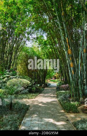 Chemin dans la forêt de bambous brove dans le pavillon Wangjiang (Tour Wangjiang) Parc Wangjianglou. Chengdu, Sichuan, Chine Banque D'Images