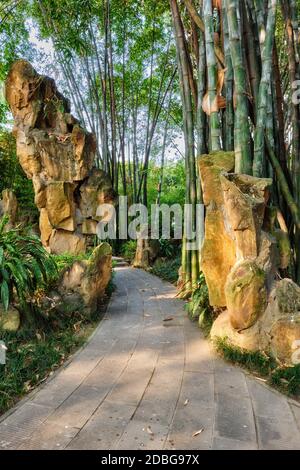 Chemin dans la forêt de bambous brove dans le pavillon Wangjiang (Tour Wangjiang) Parc Wangjianglou. Chengdu, Sichuan, Chine Banque D'Images