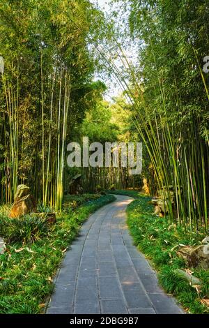 Chemin dans la forêt de bambous brove dans le pavillon Wangjiang (Tour Wangjiang) Parc Wangjianglou. Chengdu, Sichuan, Chine Banque D'Images