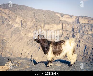 Arabian tahr ou chèvre de montagne avec Wadi Ghul au Jebel Shams en Oman dans l'arrière-plan Banque D'Images