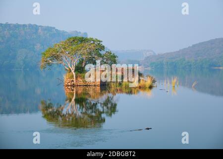 Un matin paisible sur le lac Padma Talao. Crocodiles flottants. Les arbres et les ruines se reflètent dans l'eau miroir. Parc national de Ranthambore, Rajasthan, Inde Banque D'Images