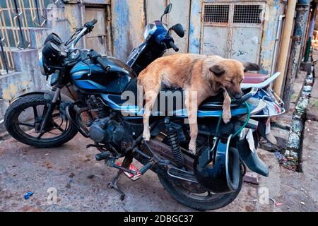 Chien dormant en moto dans la rue indienne. Jodhpur, Rajasthan, Inde Banque D'Images