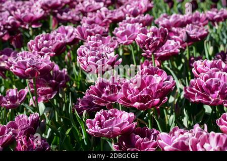 Double tulipes tardives en fleurs (tulipes à fleurs de pivoines) dans le jardin de Keukenhof, également connu sous le nom de jardin d'Europe, l'un des plus grands jardins de fleurs du monde a Banque D'Images