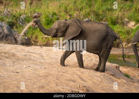 Éléphant d'Afrique prenant bain de sable à côté de la rivière Banque D'Images