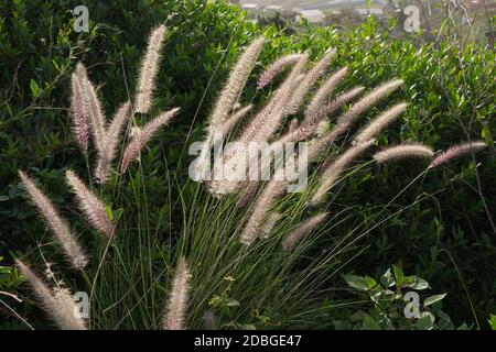 Plante envahissante connue sous le nom de Cat's Tail ou El Rabo de Gato (Pennisetum setaceum) à la Palma, aux îles Canaries Banque D'Images