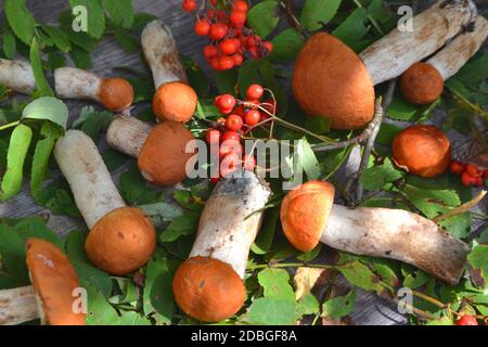 Composition automne vue de dessus des champignons comestibles leccinum sur table rustique. Pose à plat Banque D'Images