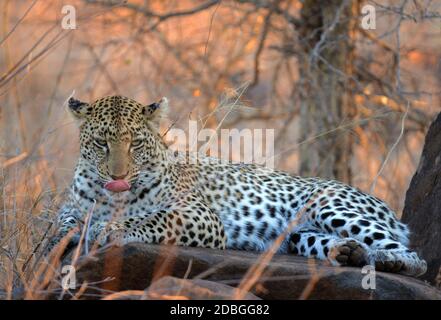 Léopard au crépuscule dans le parc national Kruger Banque D'Images