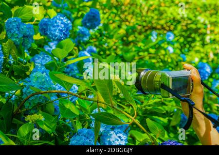 Hortensia bleu et vert frais. Lieu de tournage: Kamakura, préfecture de Kanagawa Banque D'Images